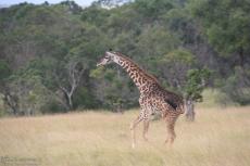 IMG 8162-Kenya, running giraffe in Masai Mara